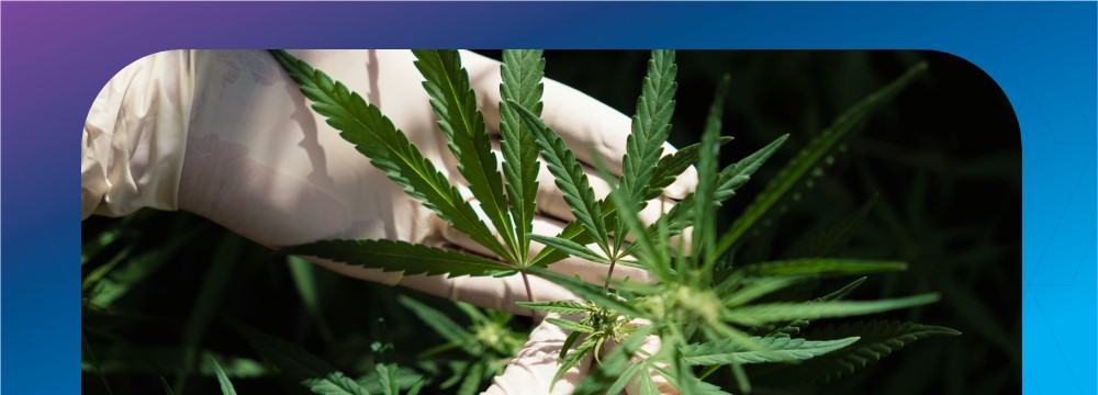 Christmas Comes Early to the Cannabis Industry